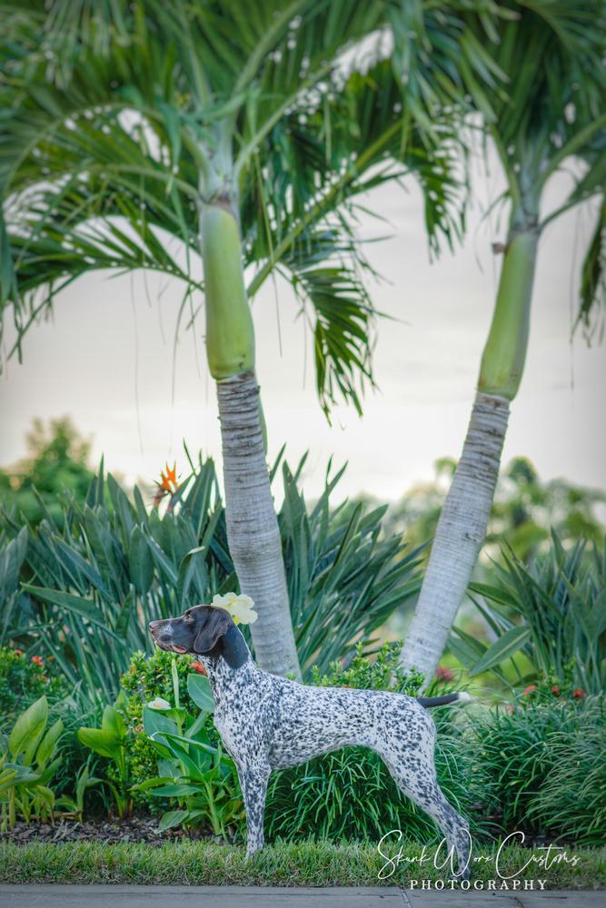 WAAP’s Shatter The Glass Ceiling | German Shorthaired Pointer 