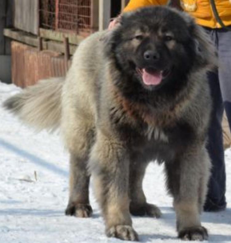 Chernaya koshka iz stolitsy sibiri | Caucasian Mountain Dog 