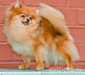 Park Avenues Loving Splash Of Honey | Pomeranian 