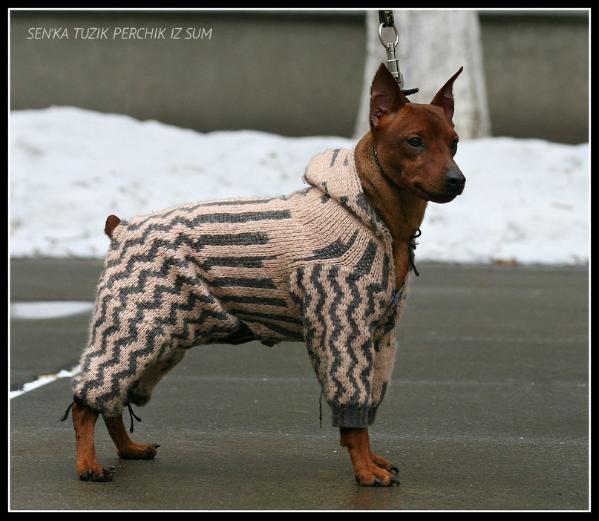 Sen'Ka tuzik perchik iz sum | Miniature Pinscher 