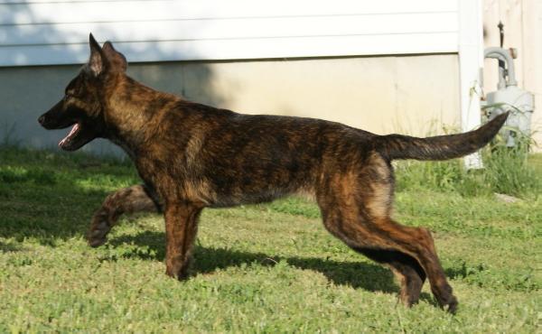 Lila (Dhr. M. Drummond, Geelong, Australia) | Dutch Shepherd 