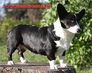 Zamok Svyatogo Angela Natella | Cardigan Welsh Corgi 