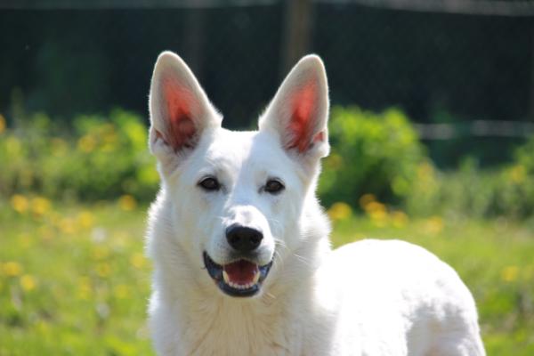 Darinka Emira von Amira Asagera | White Swiss Shepherd Dog 