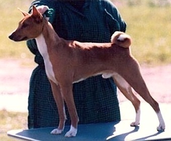 Calypso American Gigolo | Basenji 