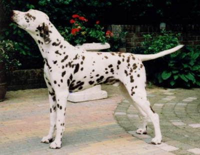 Olbero Orange Prince | Dalmatian 