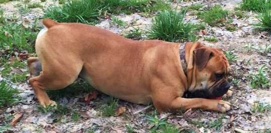 BuffaloCreek's Baxter | Olde English Bulldogge 