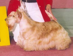 Lucia's Dream Strawberry Blonde | Scottish Terrier 