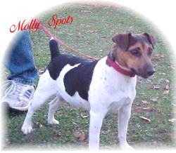 Chenoweth Kennel Molly Spots | Jack Russell Terrier 