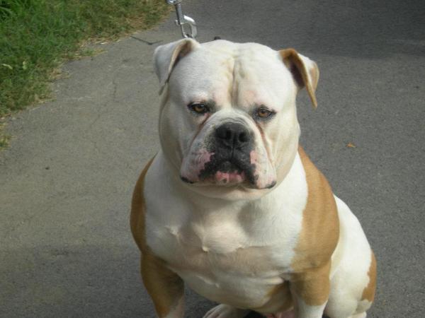 giordano's ackille | American Bulldog 