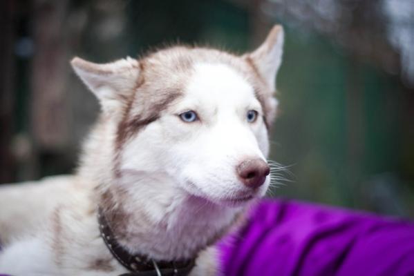 Dhillon Star Josephine De Lakrua | Siberian Husky 