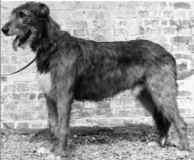 Sulhamstead Motto | Irish Wolfhound 