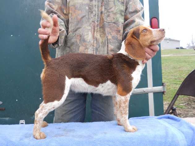 Scroghams Red Lilly | Beagle 