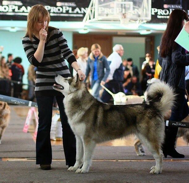 Angara Doch Baikala | Alaskan Malamute 