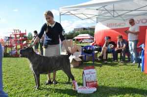 ULCHERA | Cane Corso 