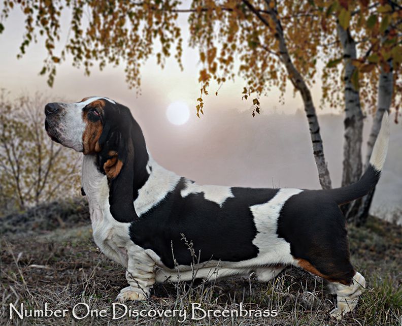 Number One Discovery Breenbrass | Basset Hound 