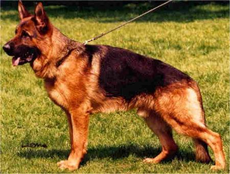 Tacco von Ducati | German Shepherd Dog 