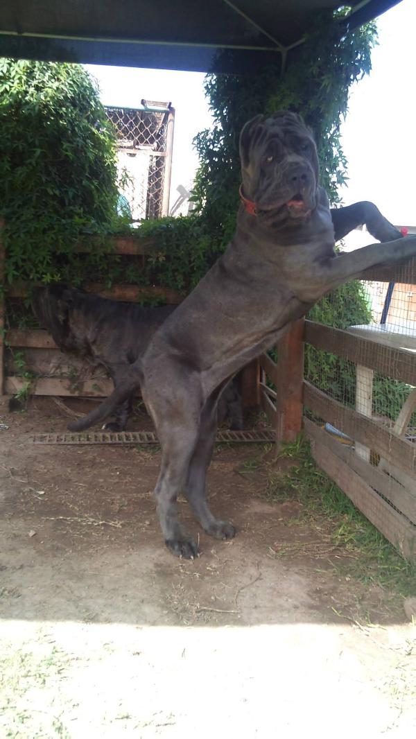 Bom Bon DCG | Neapolitan Mastiff 