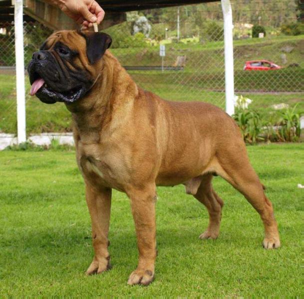 Chato's Bakkan | Bullmastiff 