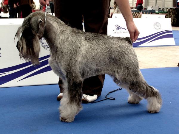 Acaire Kirke Gloria Leones | Standard Schnauzer 