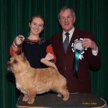 Elantiz primrose Petal | Norwich Terrier 
