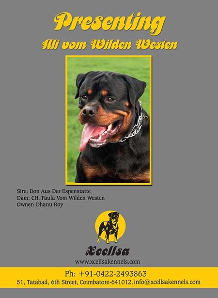 Ali Vom Wilden Westen | Rottweiler 