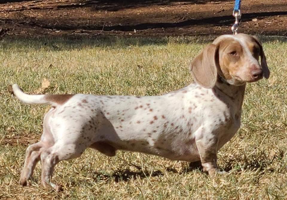 Blue Gums Pokie The Dots | Dachshund 