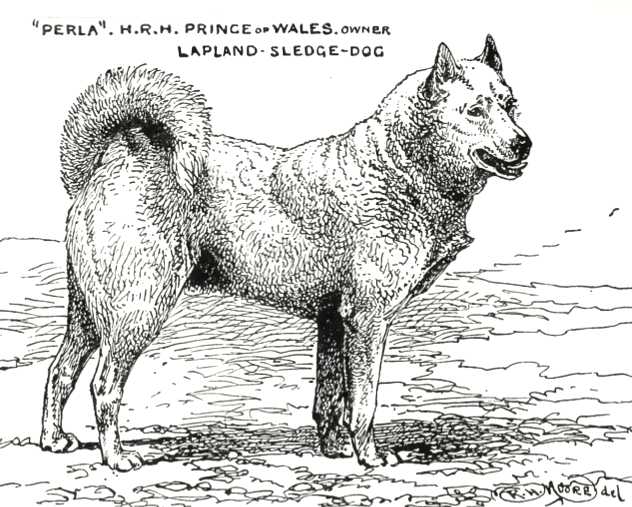 Perla [H.R.H. Prince of Whales's] | Lapponian Herder 