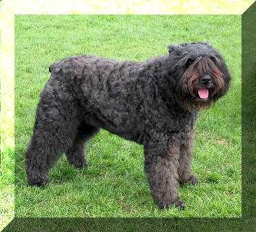 Cartouche Salsa v.d. Duca Vallei | Bouvier des Flandres 