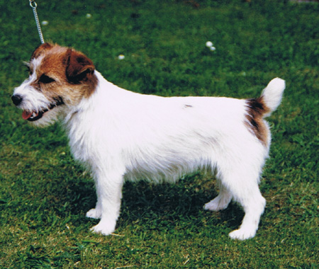 Imlay Daisy Chain | Jack Russell Terrier 