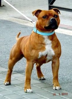 Deestaff Mr Playboy | Staffordshire Bull Terrier 