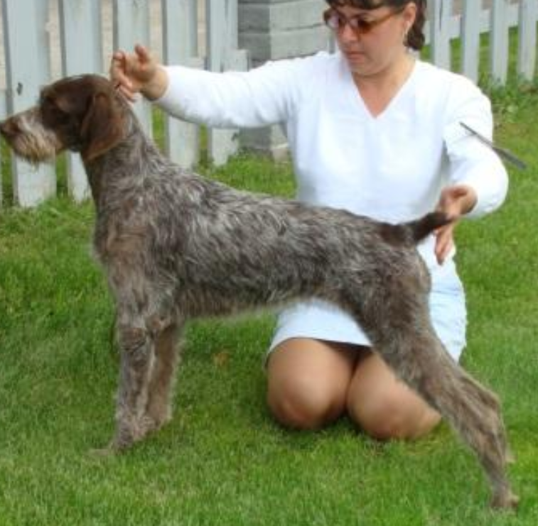 PIEMONTE IDAWIRE ECHO V CHISOLA | German Wirehaired Pointer 