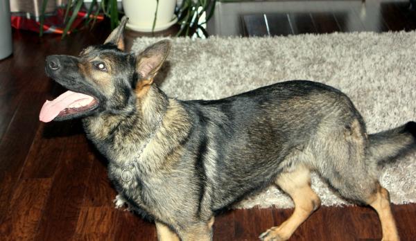 Doug Black Adder Bohemia | German Shepherd Dog 