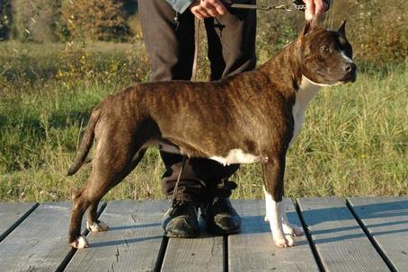 Skyblue´s Deja Vu n´hot pursuit | American Staffordshire Terrier 