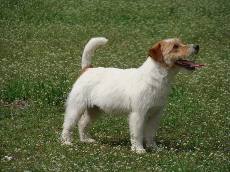 Fredy Aston of Kengi´s Home | Jack Russell Terrier 