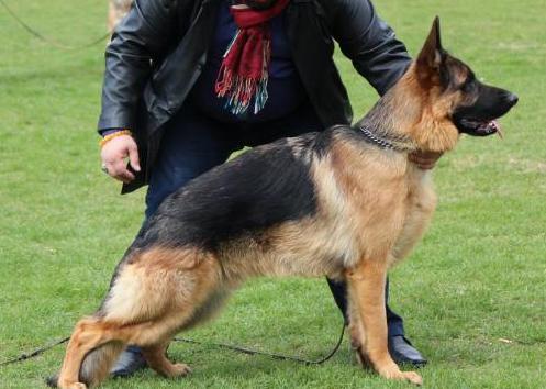 Arthur von der Accent | German Shepherd Dog 