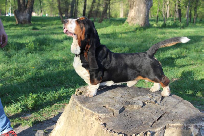 Ukrainian bomond you onli live once | Basset Hound 