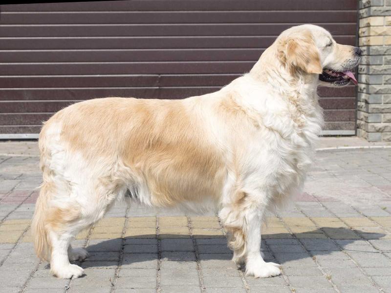 Salandaterra CASSIOPEA BELISSIMA | Golden Retriever 