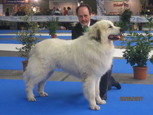 Xico de Alba los Danzantes | Great Pyrenees 