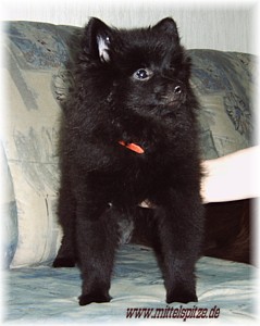 Bendis vom Bollmannbrunnen | German Spitz 