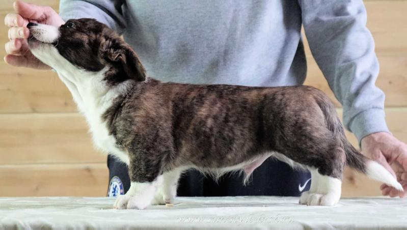 Sun Style Vlastelin Serdec | Cardigan Welsh Corgi 