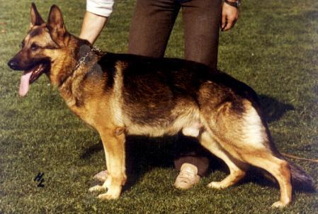 Uwe vom Kirschental | German Shepherd Dog 