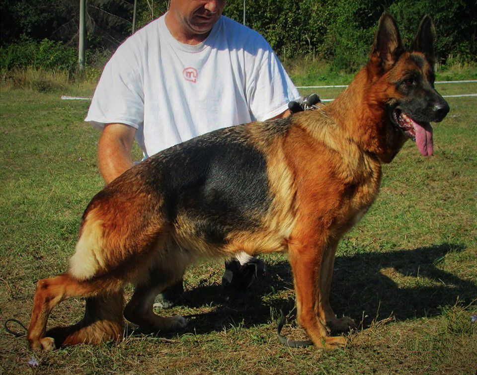 Gayla Carinska | German Shepherd Dog 