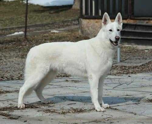 Baby White Angel Pett's Wolf | White Swiss Shepherd Dog 