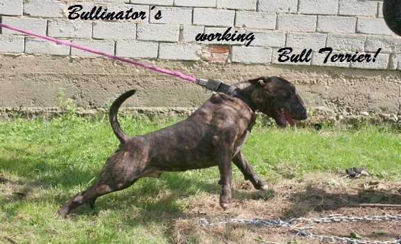 Diabolo Von Der Alten Veste | Bull Terrier 