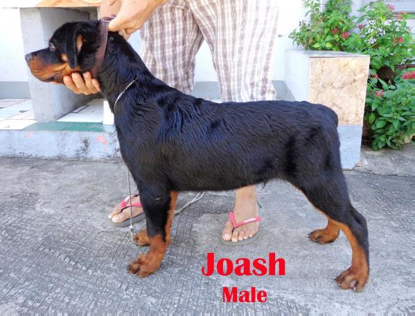 Heaven's Gift Joash | Rottweiler 