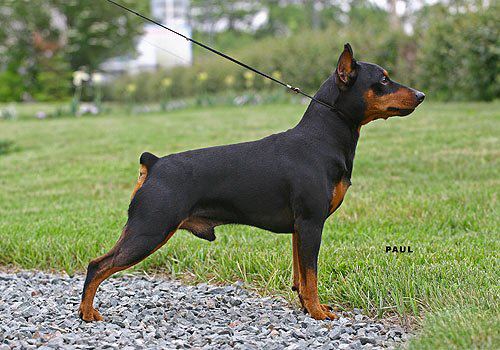 Slavjan Ultramarin | Miniature Pinscher 