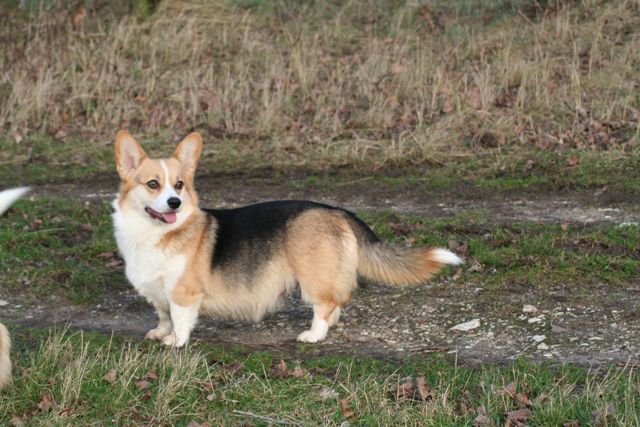 Shepherdmaid's Joyful Jolene | Pembroke Welsh Corgi 