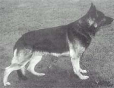 Quaid von der Hegewiese | German Shepherd Dog 