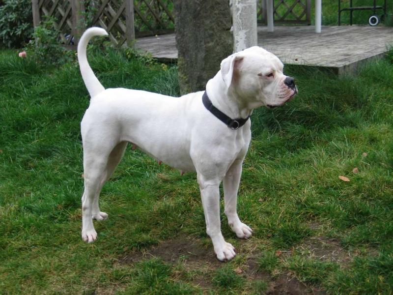 Grath´s Ally | American Bulldog 