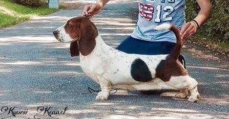 Kuorii Cristalle Chanel | Basset Hound 